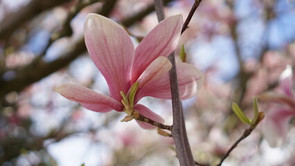 Fototapeta na wymiar Beautiful magnolia tree flowers