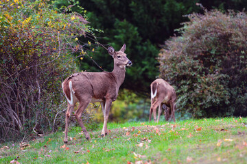 White-Tailed Deer in the woods