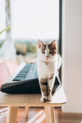 A cute musician cat with bell standing on the piano keys. Happy cat looking at camera, Cute pet.