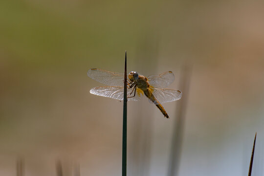 A dragon fly holding on a plant in waterlands.  