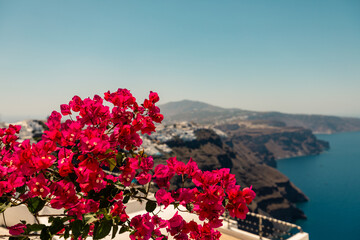 Beatutiful purple flowers (Lagerstroemia shrub) on greek island Santorini