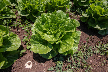 Green lettuces on field. Grown and ready to be harvested.