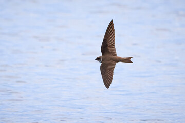 Sand martin in flight above the water (Riparia riparia)