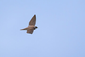 Obraz premium Sand martin in flight above the water (Riparia riparia)