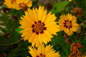 The Large Flowered Tickseed or Coreopsis Grandiflora, native to Canada and is a common decorative plant.