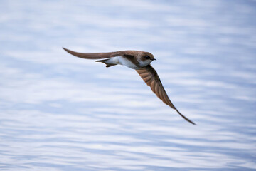 Sand martin in flight above the water (Riparia riparia)