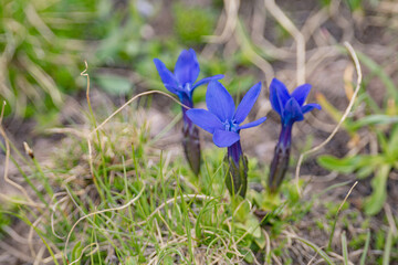 "Gentiana verna" meadow flower in northern mountain territories of Turkey.