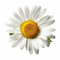 chamomile flower or White Daisy isolated. PNG transparency Generative AI
