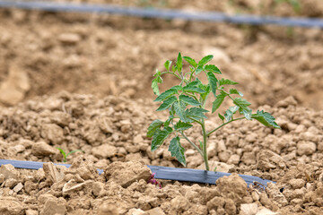 Tomato saplings growing by the beginning of summer in Turkey.