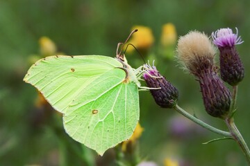 yellow-green butterfly on a thistle flower
