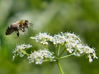 flying bee and white flowers