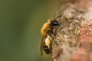 solitary bee