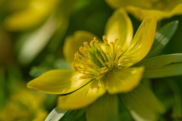 Eranthis hyemalis