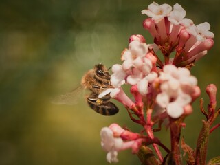 bee on the first spring flowers