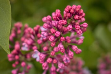 undeveloped lilac flowers