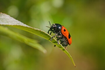 red leaf beetle