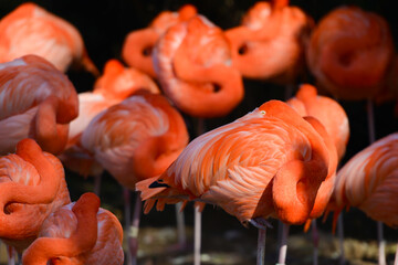 flamingo family rest in dramatic light