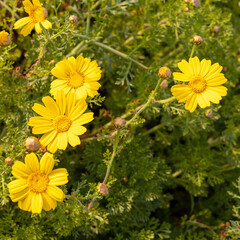 Glebionis segetum is a species of flowering plant in the family Asteraceae, probably native only to the eastern Mediterranean region. Square frame Flora Israel