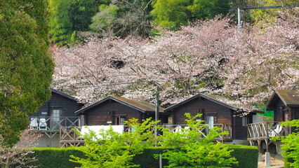 Fototapeta na wymiar 粟島（香川県）桜満開のコテージ1