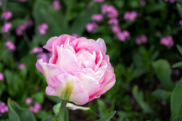 Beautiful Tulipa Angelique in spring