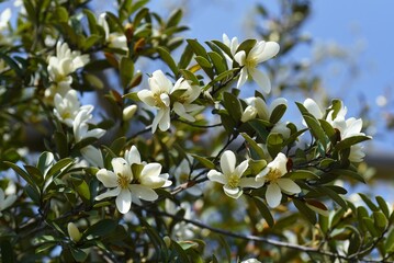Michelia yunnanensis 'Scented Pearl' flowers. Magnoliaceae evergreen shrub native to Yunnan, China. Sweetly scented white flowers bloom from April to May.