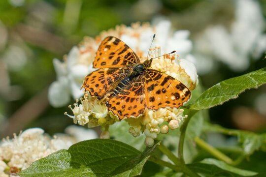 orange orange European meadow butterfly on flowers 
