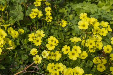 Obraz premium Flora of Israel. Oxalis pes-caprae is a species of tristylous yellow-flowering plant in the wood sorrel family Oxalidaceae. Oxalis cernua is a less common synonym for this species.