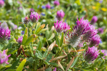 Fototapeta premium Flora of Israel. Trifolium purpureum is in early spring in a meadow at sunset.