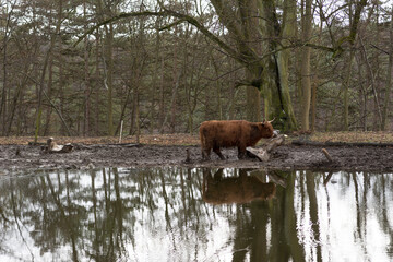 Szkocka kudłata krowa ( Highland Scottish cow ) na ogrodzonym wybiegu , na brzegu zbiornika wodnego . Pastwisko na wzgórzu wśród starych , wysokich drzew .