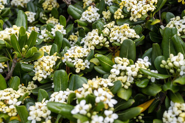 Flora of Israel. Pittosporum tobira is known by several common names, including Australian laurel, Japanese pittosporum, mock orange and Japanese cheesewood.