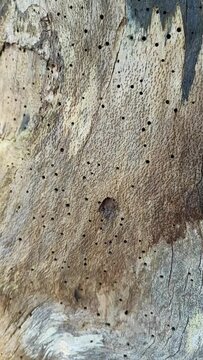 rooten old tree surface, natural background texture