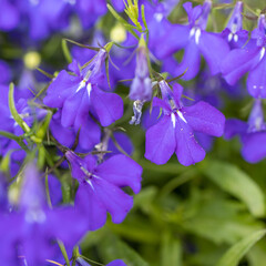 Flora of Israel. Edging Lobelia (Lobelia erinus) in garden,
