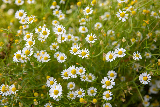 Wild daisies are fully bloomed in spring time, Turkey.
