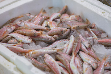Red mullet fishes in fish market, Turkey.
