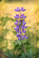 Purple flower close up. Selective focus