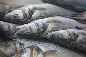 Sea basses are on sale in fish market, Turkey.
