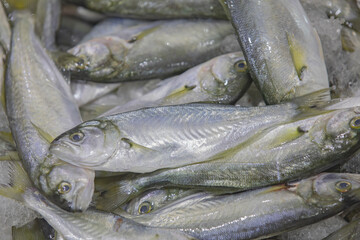 Fototapeta premium A box of bluefish are on sale in fish market, Turkey.