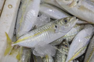 Horse mackarel fishes are on sale in fish market, Turkey.