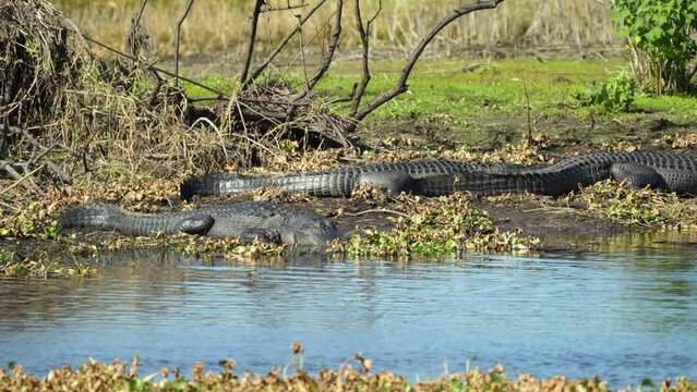 American alligators enjoying the heat from the sun on the bank of the lake in Florida