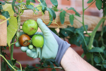 Person holds in gloves Fresh home grown red and green tomatoes infected by blossom end rot branch of tomatoes house gardening sustainable living