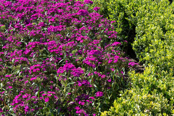 Bright magenta phlox flowers with green boxwood in a curved design.