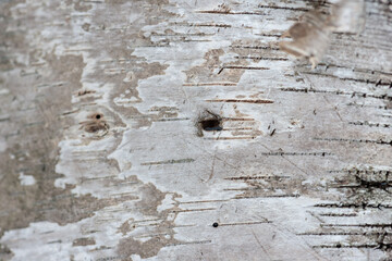 close up of organic material (old birch bark) - macro lens, particular focus