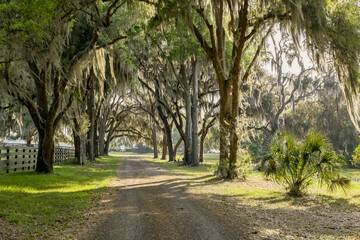 Fototapeta na wymiar A farm lane in Florida lined by tall trees with Spanish moss.