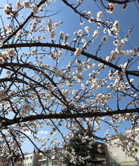 Closeup of spring blossom flower on blue sky background.