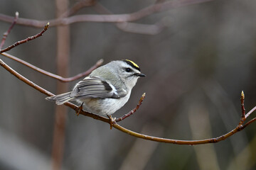 Close up of a cute little Golden Crowned Kinglet bird perched on a branch in the forest
