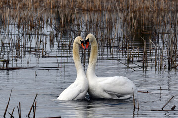 Two Mute swans swim together and form a heart with their bodies