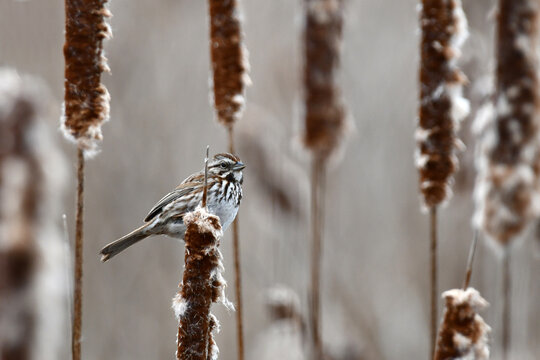 Song Sparrow bird perched on cattails in a spring marsh
