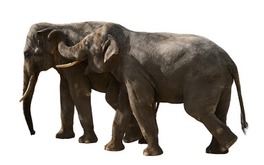 Fototapeta premium Two adult elephants walk next to each other, animals are isolated on a white background