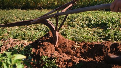Closeup of man pushing a plow un-earthing potatoes out of the dirt.