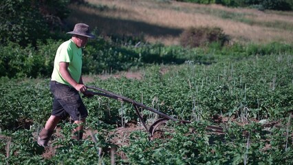 Farmer pushing a plow un-earthing potatoes in a field.